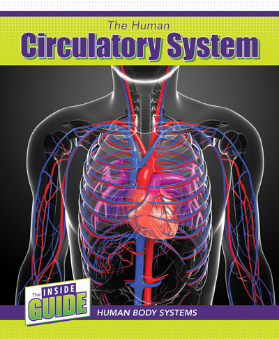 real human circulatory system